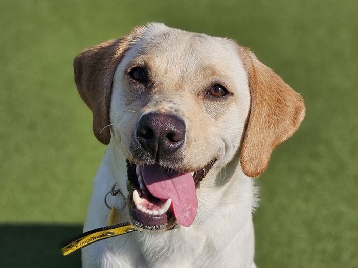 Labrador Retriever for adoption in Evesham, Worcestershire – 1 year old - Image 2 of 3