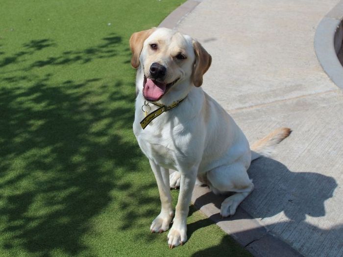 Labrador Retriever for adoption in Evesham, Worcestershire – 1 year old - Image 3 of 3