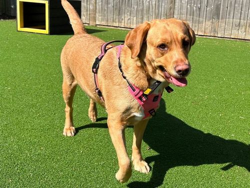 Lulu for sale in Wymeswold, Leicestershire