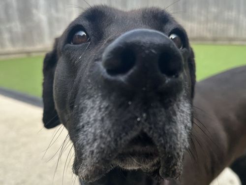 Lulu for sale in Newbury, Berks