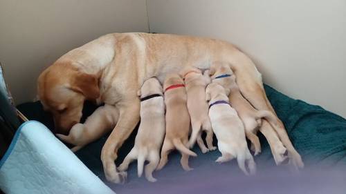 Luna gorgeous litter for sale in Carmarthen/Caerfyrddin, Carmarthenshire - Image 1