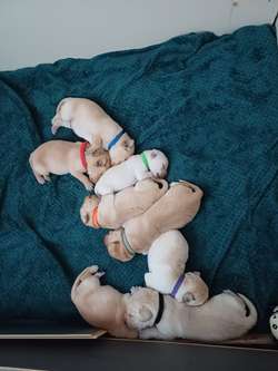 Luna gorgeous litter for sale in Carmarthen/Caerfyrddin, Carmarthenshire | Image 2