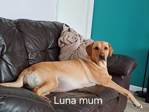 Luna gorgeous litter for sale in Carmarthen/Caerfyrddin, Carmarthenshire - Image 3