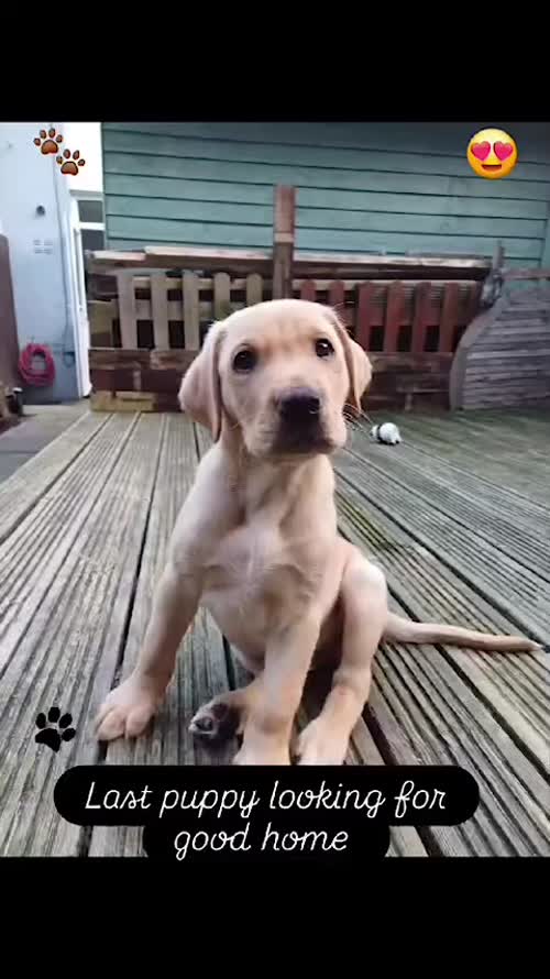 Luna gorgeous litter for sale in Carmarthen/Caerfyrddin, Carmarthenshire