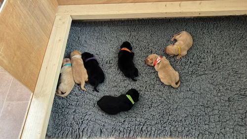 Magnificent 7 Boys KC Registered Working Labrador Puppies for sale in Gotham, Nottinghamshire