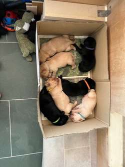 Magnificent 7 Boys KC Registered Working Labrador Puppies for sale in Gotham, Nottinghamshire | Image 2