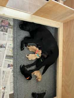 Magnificent 7 Boys KC Registered Working Labrador Puppies for sale in Gotham, Nottinghamshire | Image 3