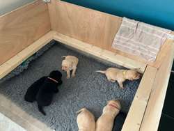 Magnificent 7 Boys KC Registered Working Labrador Puppies for sale in Gotham, Nottinghamshire | Image 4