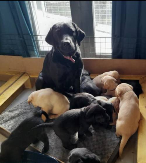 Maisy and Leo's gorgeous Labrador Pups for sale in Ludchurch, Pembrokeshire - Image 1