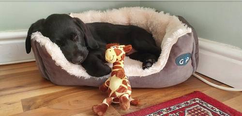 Maisy and Leo's gorgeous Labrador Pups for sale in Ludchurch, Pembrokeshire - Image 2