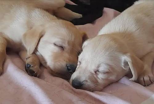 Maisy and Leo's gorgeous Labrador Pups for sale in Ludchurch, Pembrokeshire - Image 8