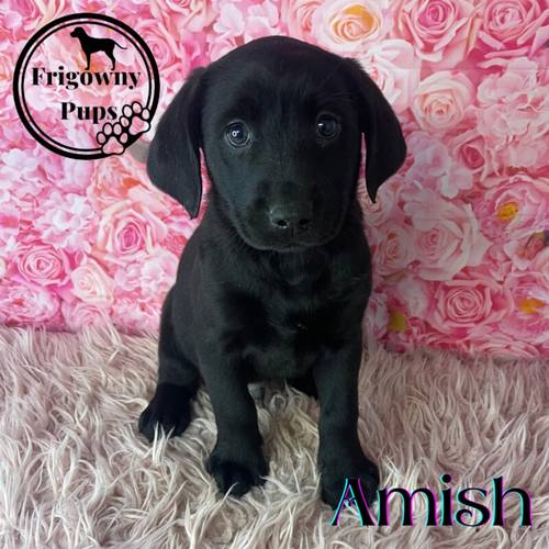 Part Trained Pedigree Black Labrador Boy Puppies for sale in Market Rasen, Lincolnshire - Image 13