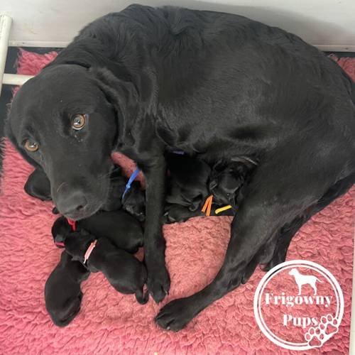 Part Trained Pedigree Black Labrador Boy Puppies for sale in Market Rasen, Lincolnshire - Image 15