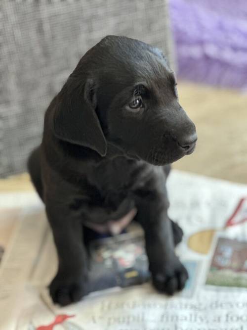Male Black Labrador Puppy for sale in Wells, Somerset - Image 2
