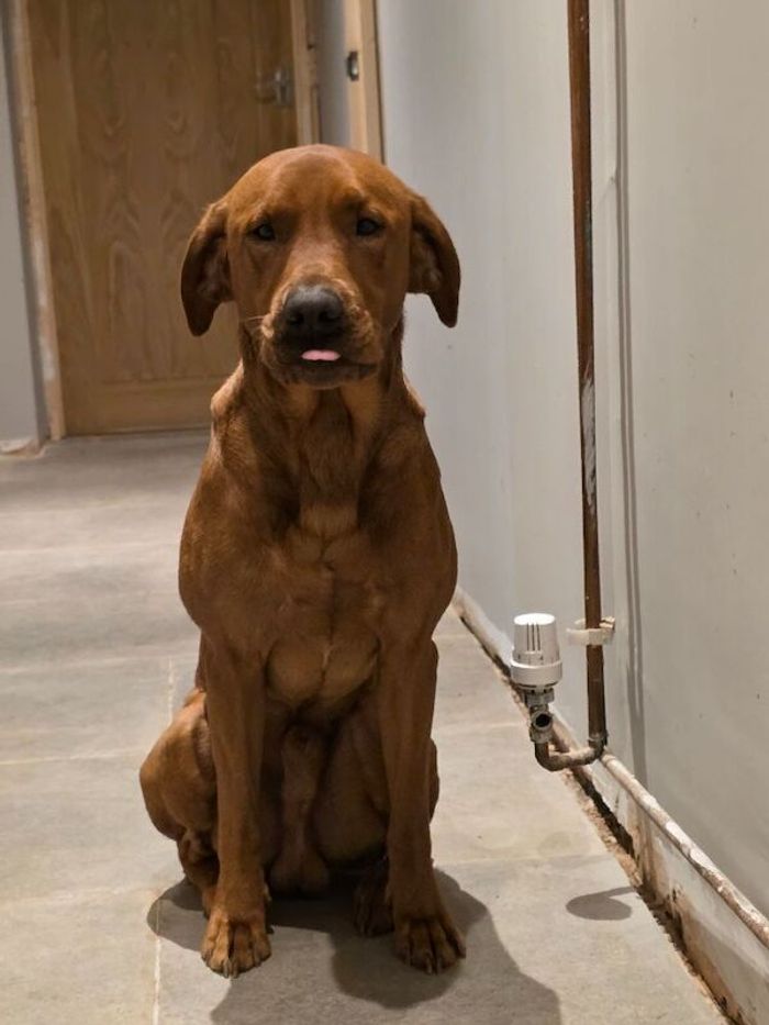 Labrador Retriever puppies for sale in Taunton, Somerset – KC registered, 10 months old