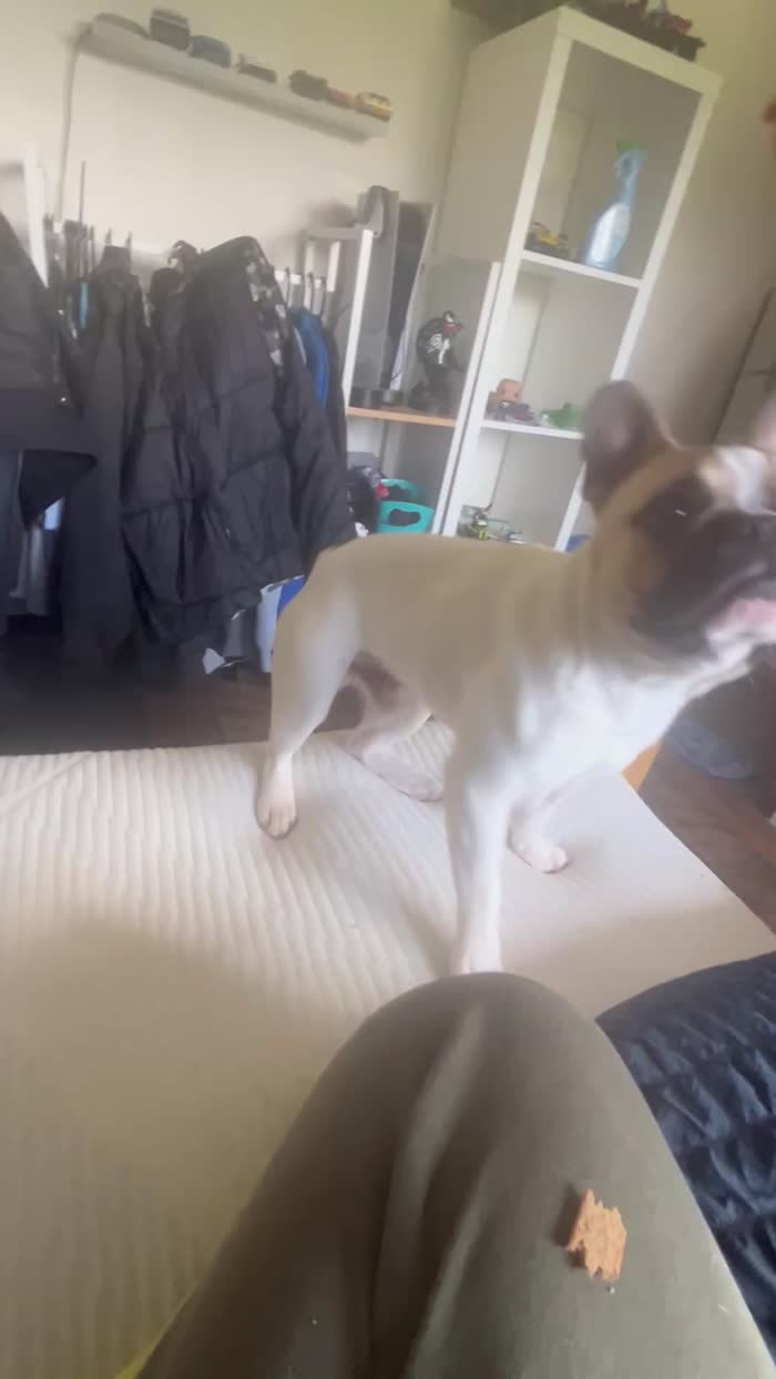 French Bulldog puppies for sale in Longtown, Cumbria – KC registered, 1 year old