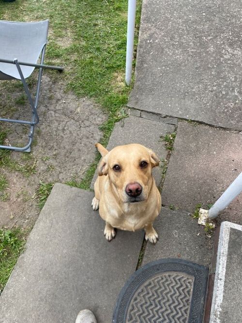 Male golden Labrador stud needed for sale in Wakefield, West Yorkshire