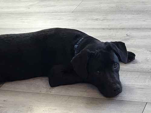 Male lab / staff looking for female for sale in Banbury, Oxfordshire