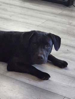 Male lab / staff looking for female for sale in Banbury, Oxfordshire | Image 2