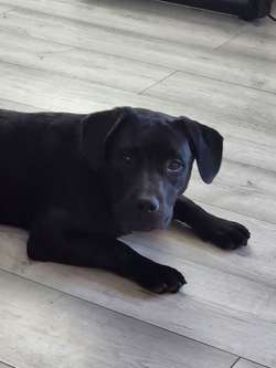 Male lab / staff looking for female for sale in Banbury, Oxfordshire | Image 3