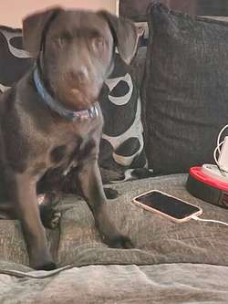 Male lab / staff looking for female for sale in Banbury, Oxfordshire | Image 4