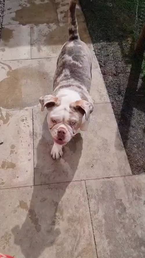 Male Olde English Bulldogge in Nottingham for sale in Nottingham, Nottinghamshire