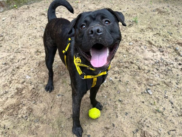 Labrador Retriever for adoption in Glasgow, Scotland – 9 months old