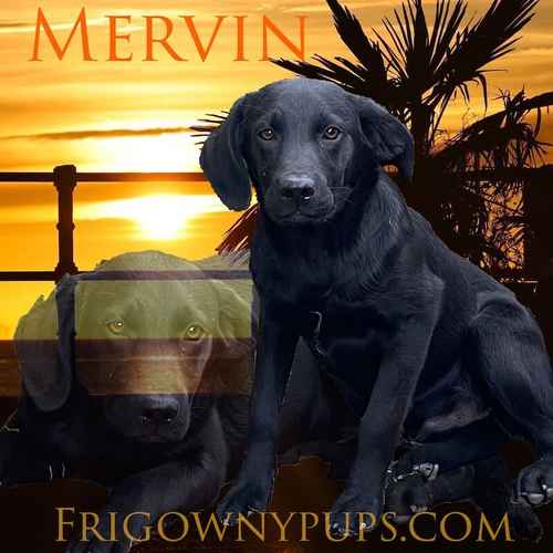 Mervin the Black Labrador for sale in Market Rasen, Lincolnshire