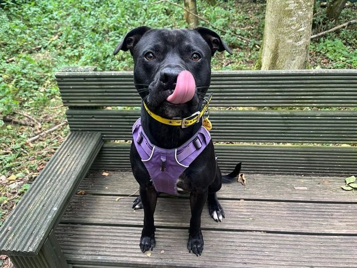 Labrador Retriever for adoption in West Calder, West Lothian – 1 year old