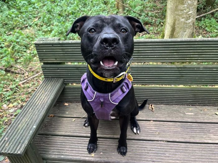 Labrador Retriever for adoption in West Calder, West Lothian – 1 year old - Image 2 of 3