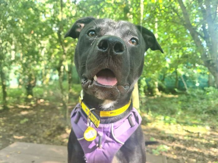 Labrador Retriever for adoption in West Calder, West Lothian – 1 year old - Image 3 of 3