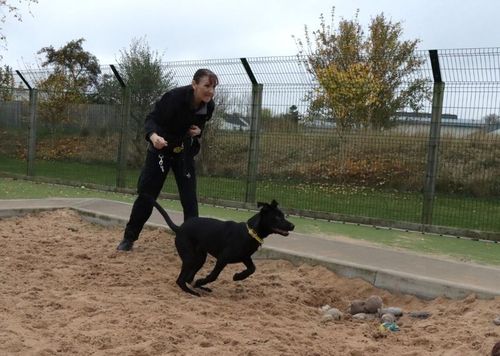 Mickey for sale in Evesham, Worcestershire