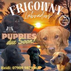 Mid March Labrador Litter for sale in Market Rasen, Lincolnshire | Image 1