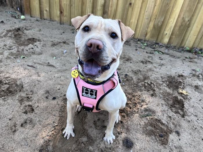 Labrador Retriever for adoption in Ilfracombe, North Devon – 1 year old