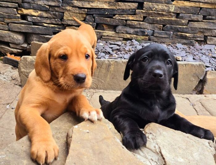 Labrador Retriever puppies for sale in Halifax, West Yorkshire – KC registered, 6 weeks old