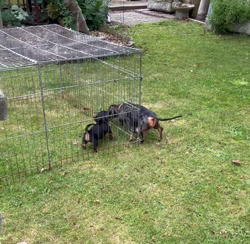 Minature Black and Tan boy for sale in Ferndown, Dorset