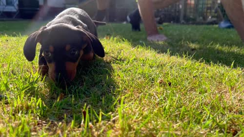 Minature Black and Tan boy for sale in Ferndown, Dorset