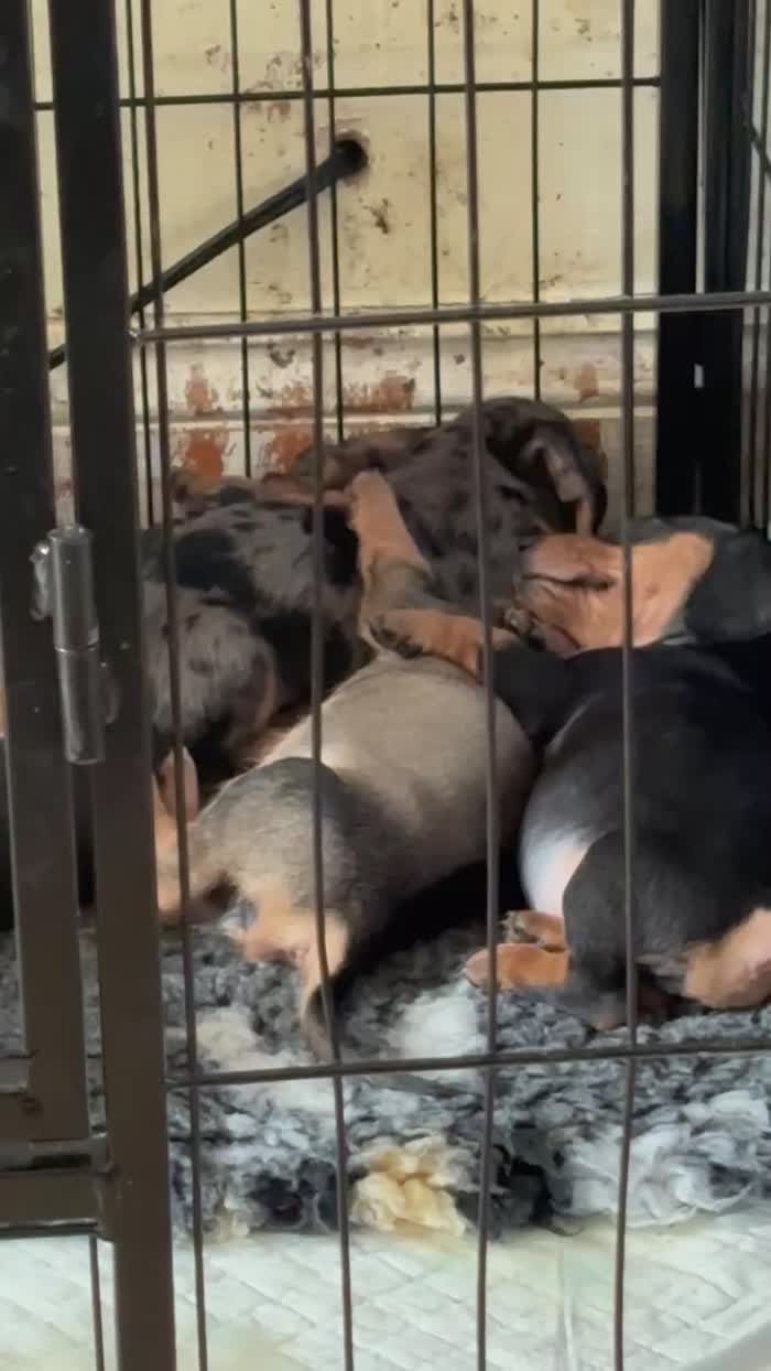 Dachshund puppies for sale in Thetford, Norfolk – 6 weeks old