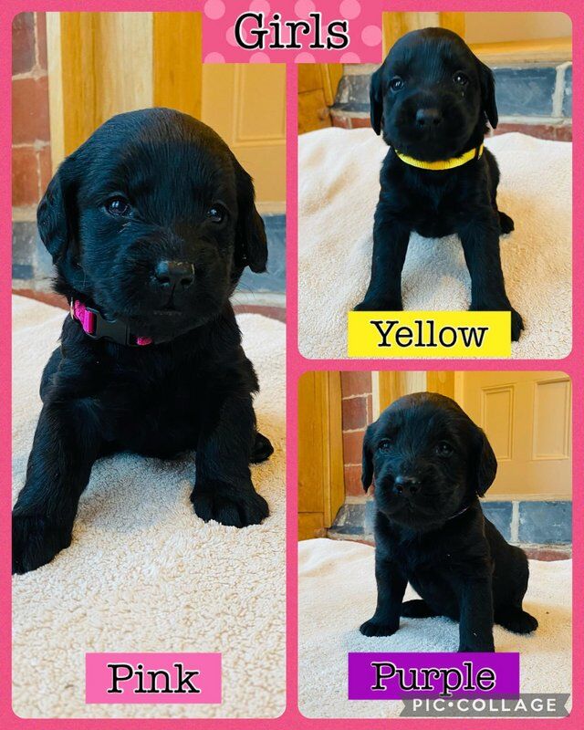Black labradoodle puppies for sale hotsell near me