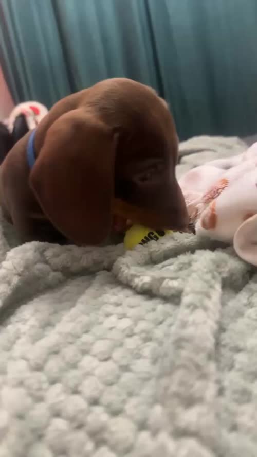 Miniature Dachshund. 1 boy left!! for sale in Dukinfield, Greater Manchester