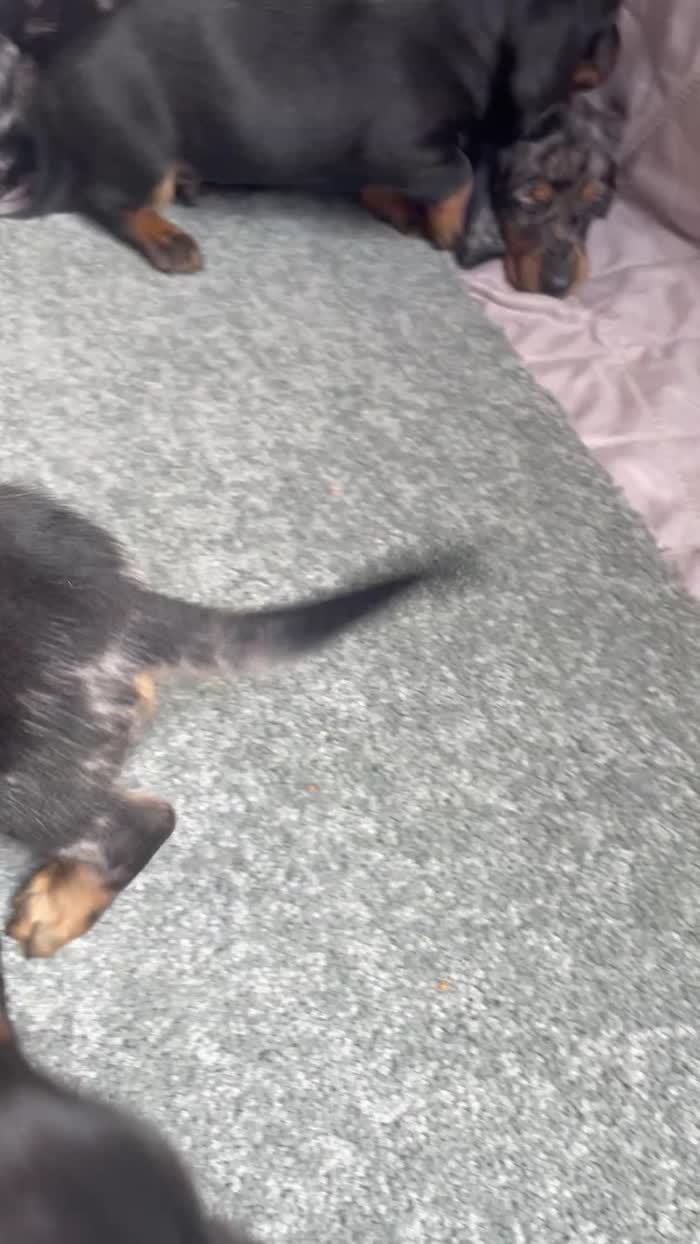 Miniature dachshund puppies for sale in Cambridge, Cambridgeshire