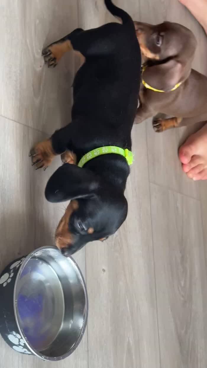 Dachshund puppies for sale in Bristol, Bristol – 6 weeks old