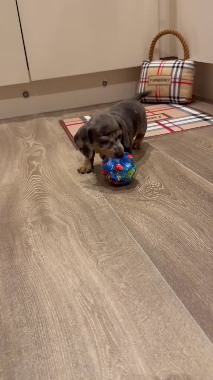 Dachshund puppies for sale in Worcester, Worcestershire – 6 weeks old