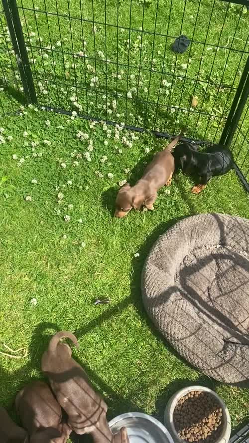 Miniature dachshund puppy's for sale in Cambridgeshire 