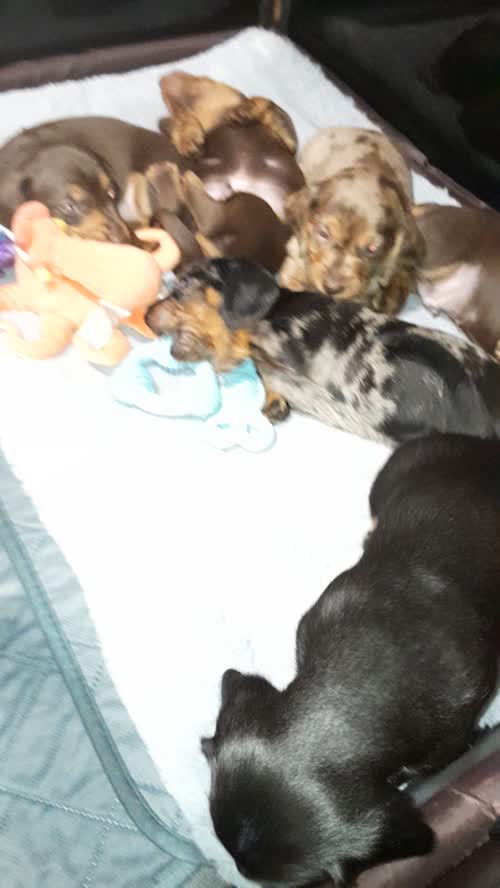 Miniature Dachshunds for sale in Framwellgate Moor, Durham