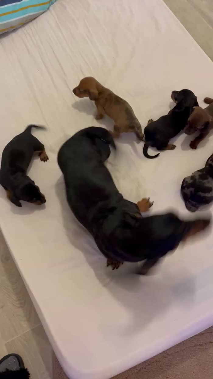 Dachshund puppies for sale in Cambridge, Cambridgeshire – 3 weeks old