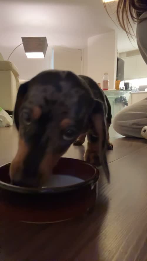 Miniature dapple dachshund male for sale in Sunderland, Tyne and Wear