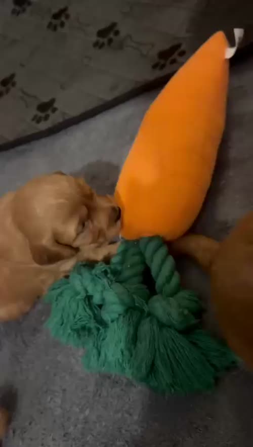 Miniature fox red cockapoo puppies for sale in Blackfen, Greater London