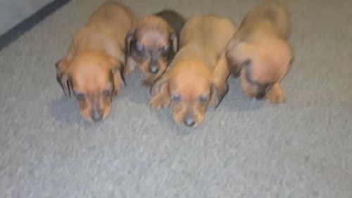 Miniature Red shaded dachshunds for sale in Tyne and Wear