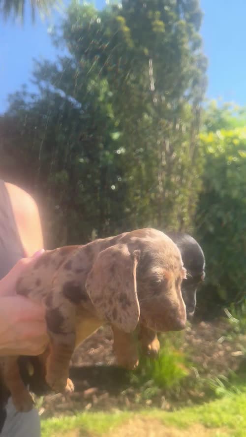Miniature Smooth Haired Dachshund Pups for sale in Lisburn, County Down